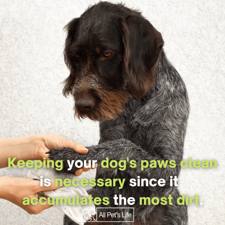 12 Best Dog Wipes for Any Situation [2021 Reviews and Guide] All Pet