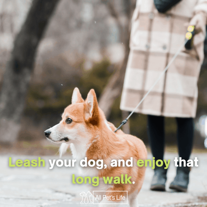dog walking