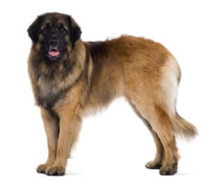 leonberger