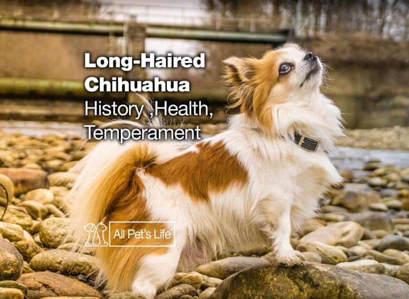 long haired chihuahua