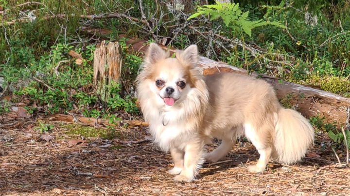 long haired chihuahua don lion cut