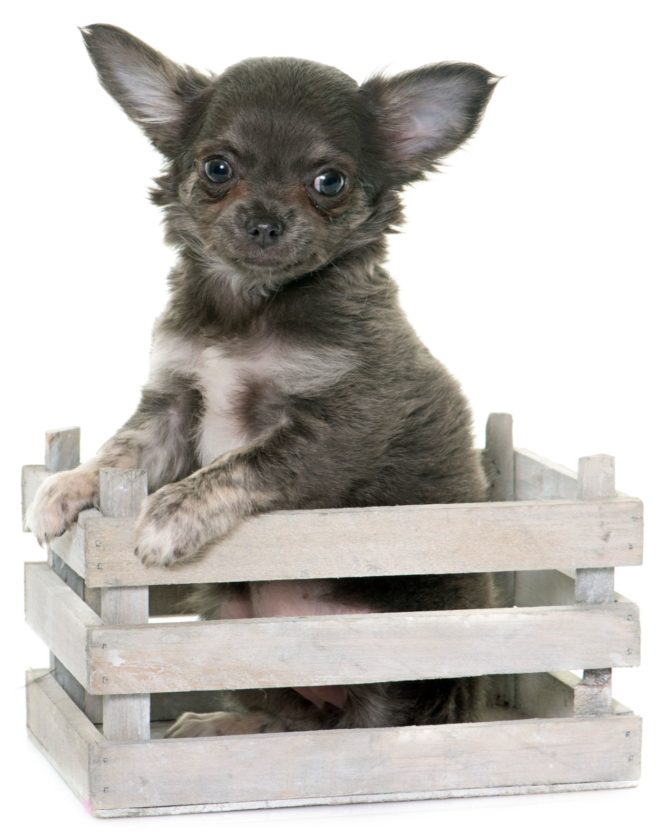 long haired chihuahua puppy long haired chihuahua puppy