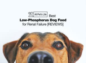 Read more about the article 12 low phosphorus dog food for renal failure [2023]