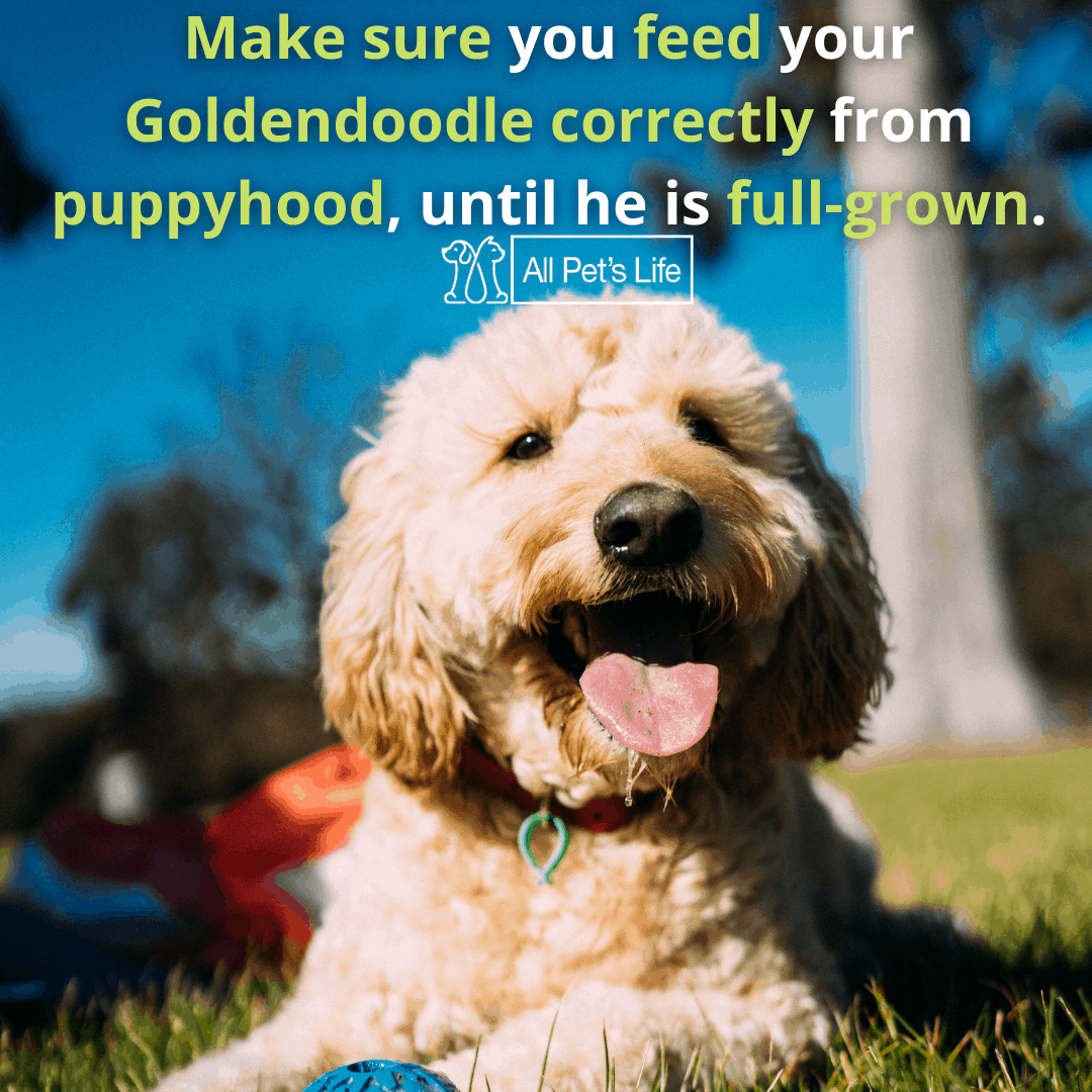 Top 10 Best Dog Food for Goldendoodles 2021 [Reviews] All Pet's Life