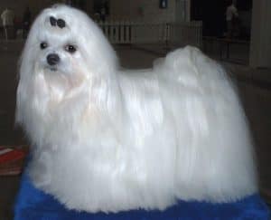 maltese