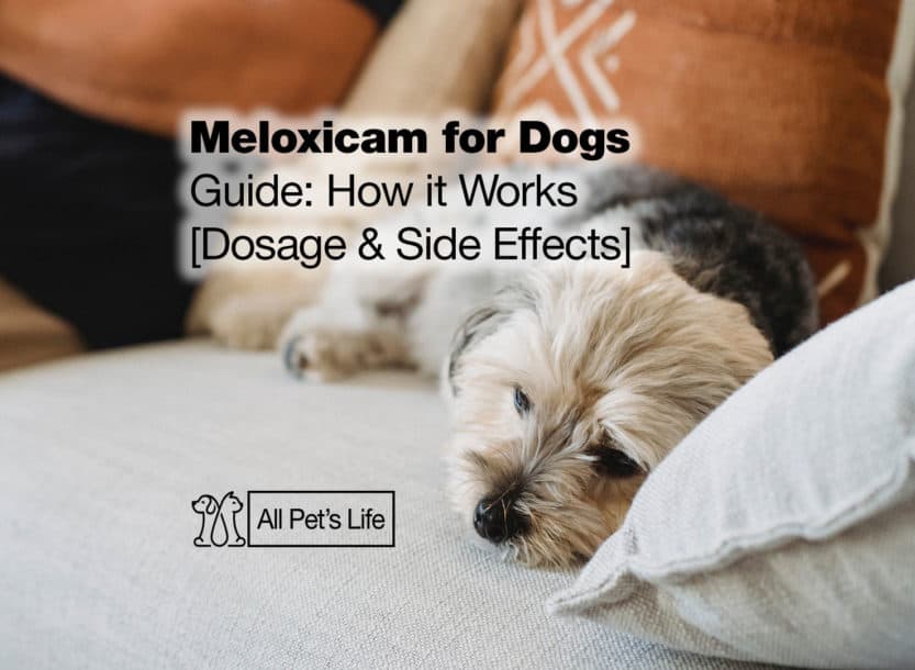 Meloxicam for Dogs Guide: How it Works [Dosage & Side Effects] - All