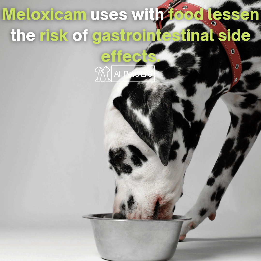 Meloxicam for Dogs Guide How it Works [Dosage & Side Effects] All