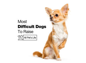 Read more about the article 23 Most Difficult Dogs To Raise [2022]