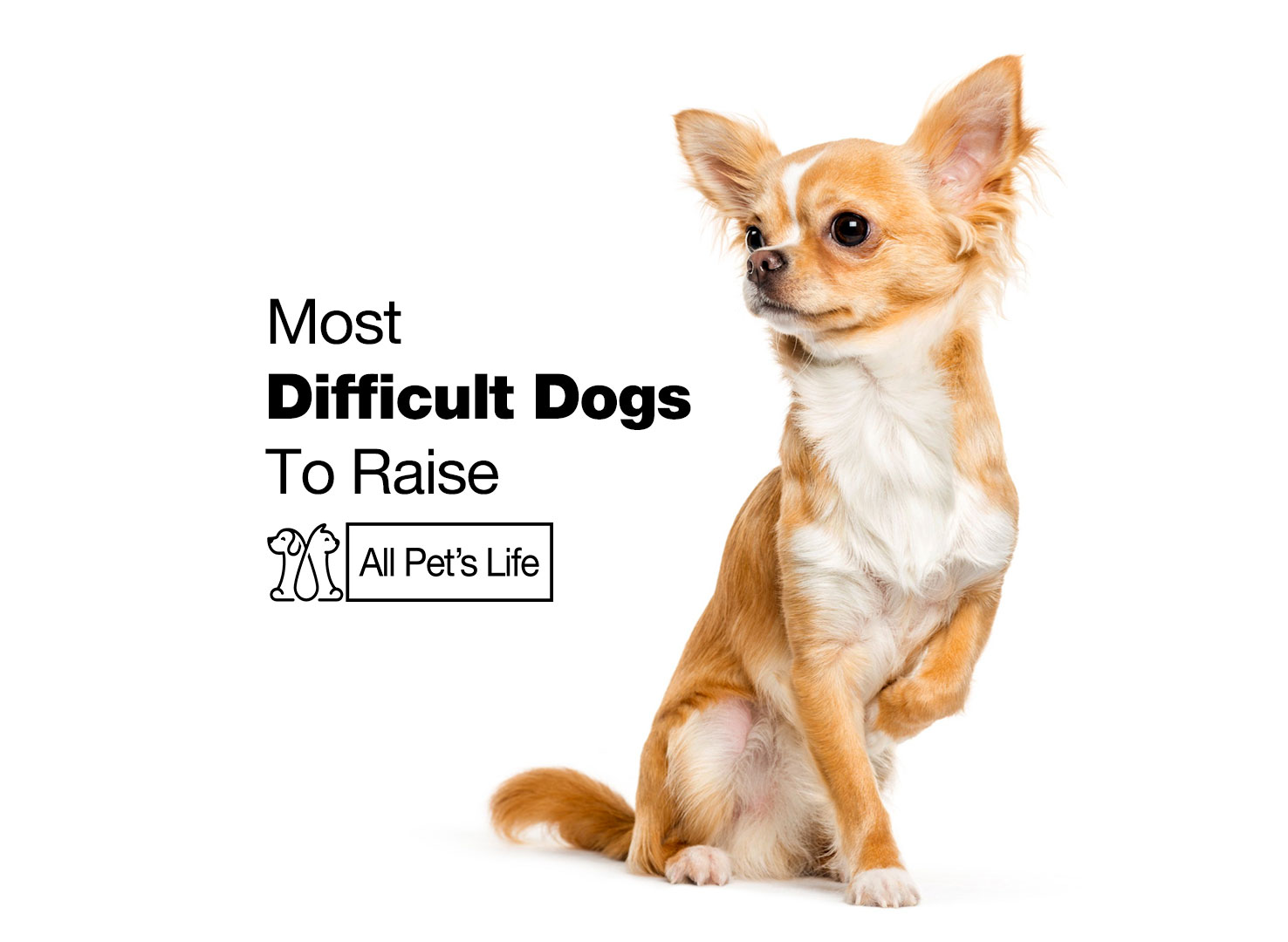 23-most-difficult-dogs-to-raise-2022-all-pet-s-life