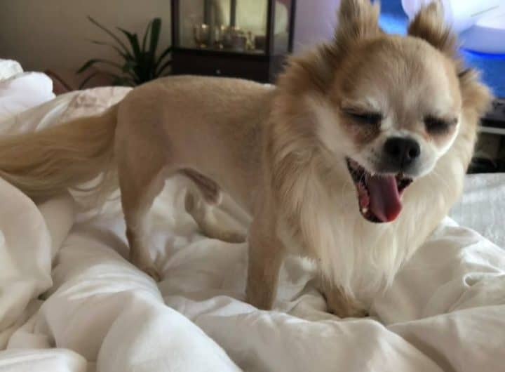 my long haired chihuahua don long haired chihuahua lion cut