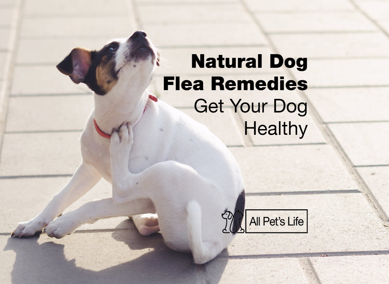 Natural Dog Flea Remedies Get Your Dog Healthy All Pet S Life   Natural Dog Flea Remedies 