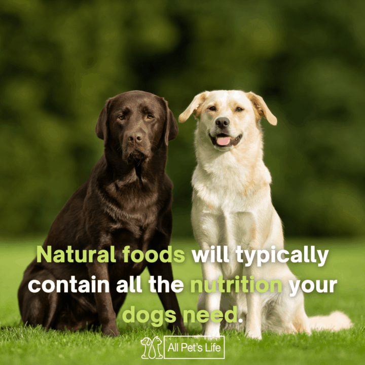 two dogs sitting on the grass