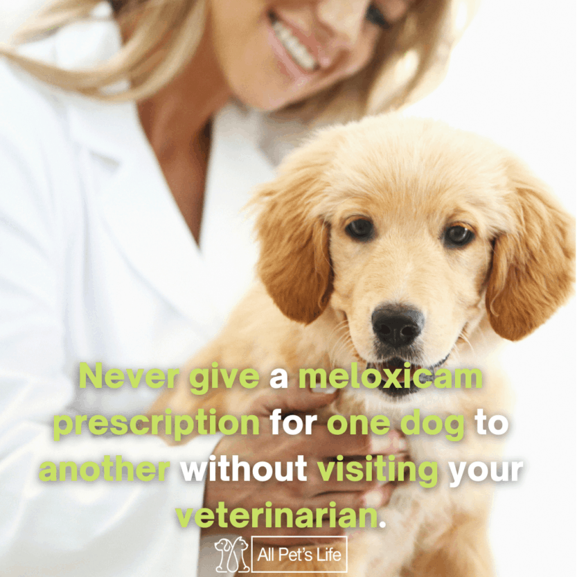 Meloxicam for Dogs Guide How it Works [Dosage & Side Effects] All Pet's Life