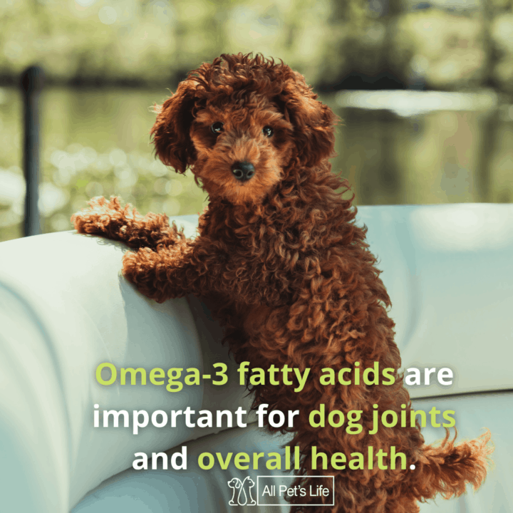 12 Best Salmon Dog Food Brands [2021 REVIEWS] All Pet's Life