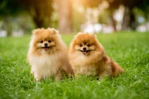 pomeranian dogs