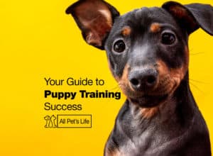 Read more about the article Puppy Training Guide [2023] How to Do it the Easy Way
