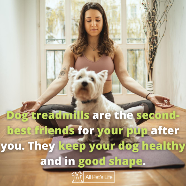 types of dog treadmills good shape