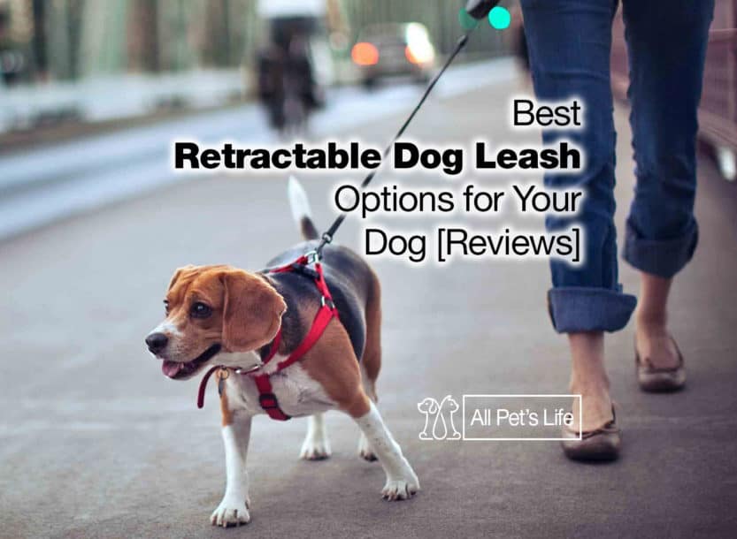 retractable dog leash