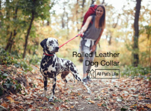 Read more about the article 10 Rolled Leather Dog Collar Options [2023]