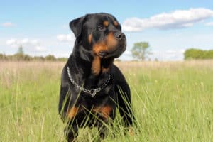 rottweiler 1