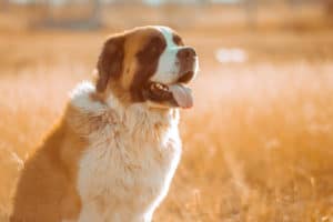 saint bernard dog