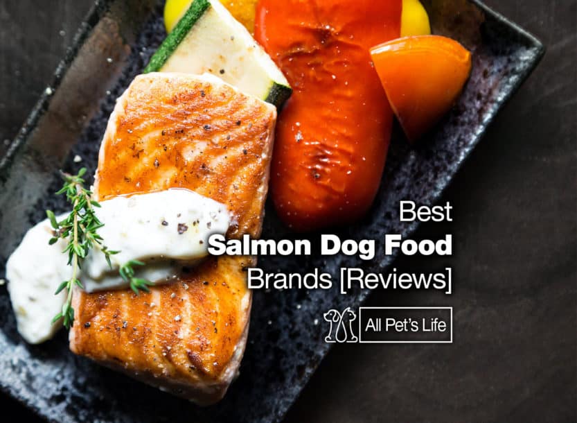 12 Best Salmon Dog Food Brands [2021 REVIEWS] - All Pet's Life