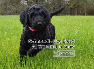 Read more about the article Schnoodle Dog Breed [2024] All You Need to Know