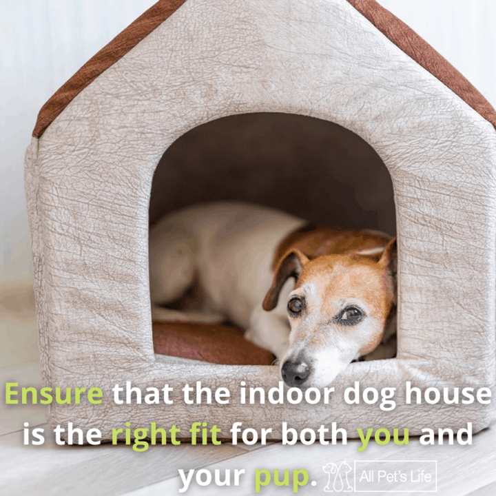 dog laying inside the dog house
