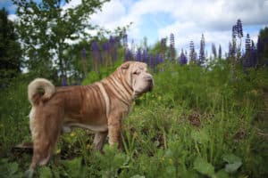 how long do dogs live shar pei breed dog