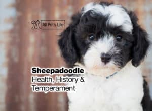 Read more about the article Sheepadoodle [2024] Health, History, Temperament