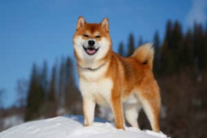 shiba inu outdoors winter how long do dogs live