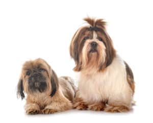 shih tzu