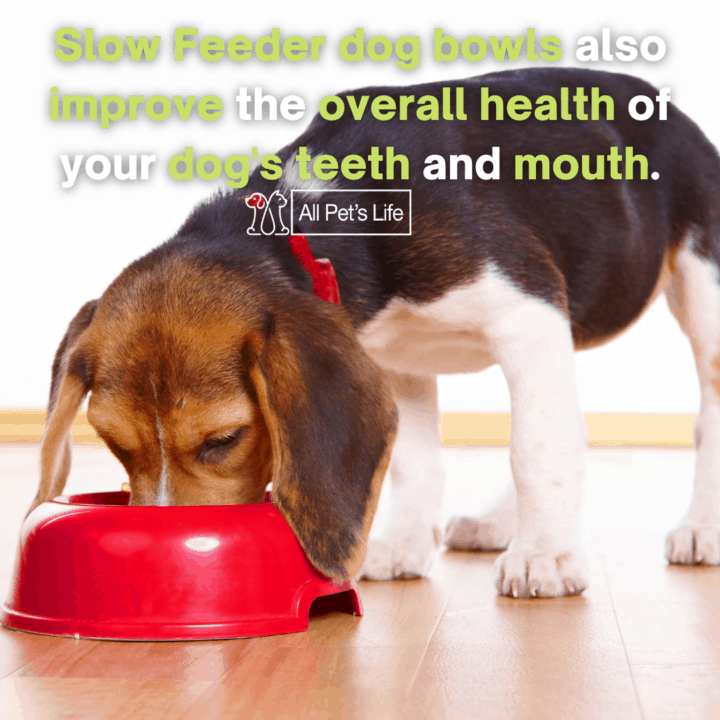 10 Best Slow Feeder Dog Bowl for Fast Eaters [Reviews 2021] All Pet's Life