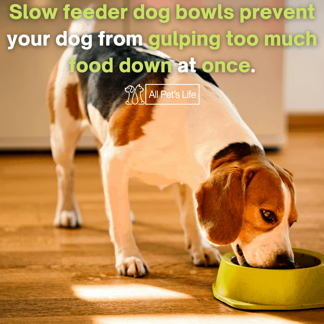 benefits of a slow feeder dog bowl