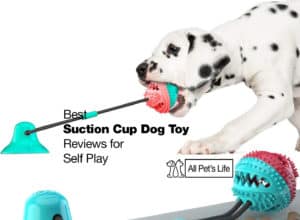 Read more about the article 10 best suction cup dog toy self-play options [2024]
