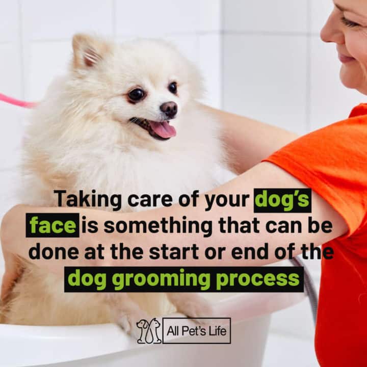 taking care of your dogs face is something that can be done at the start or end of the dog grooming process