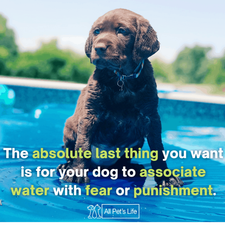 dog seating on the pool