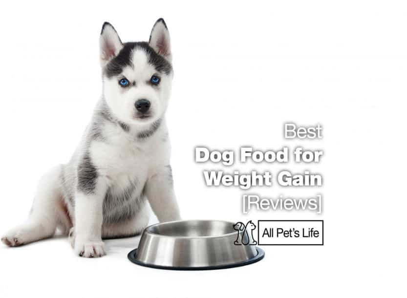 the best dog food for weight gain