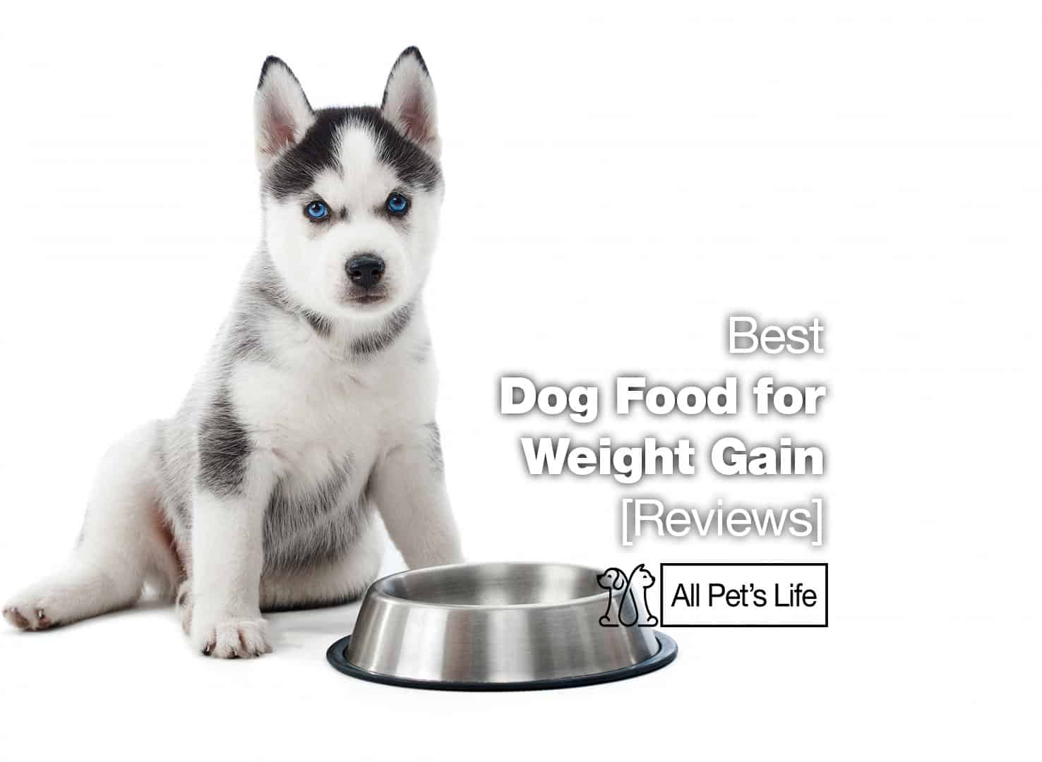 10 Best Dog Food For Weight Gain Reviews 2022 All Pet s Life