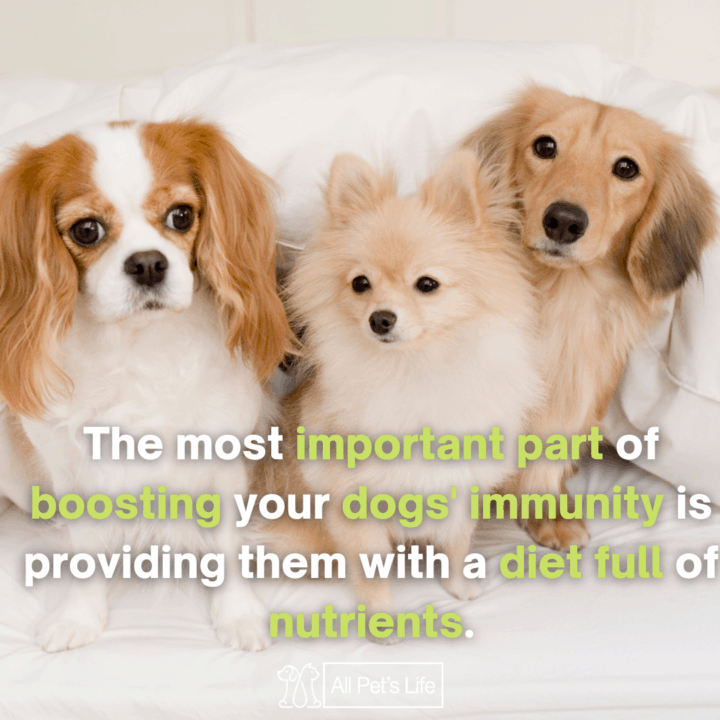 three dogs on the bed