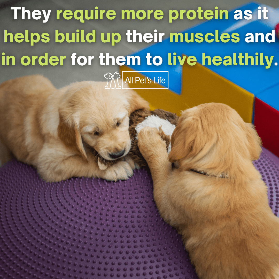 12 Best Dog Food for Golden Retrievers 2021 [The Ultimate Guide] All