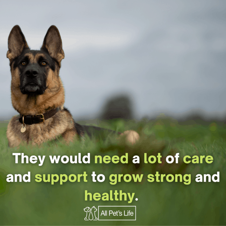 4 Best Dog Food for German Shepherd 2021 [Reviews] All Pet's Life