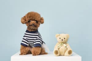 toy poodle how long do dogs live