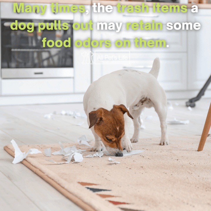 11 Best Dog Proof Trash Can Reviews [2021] to Keep Your House Clean