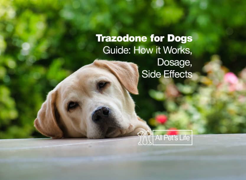 Trazodone For Dogs Dosage Chart