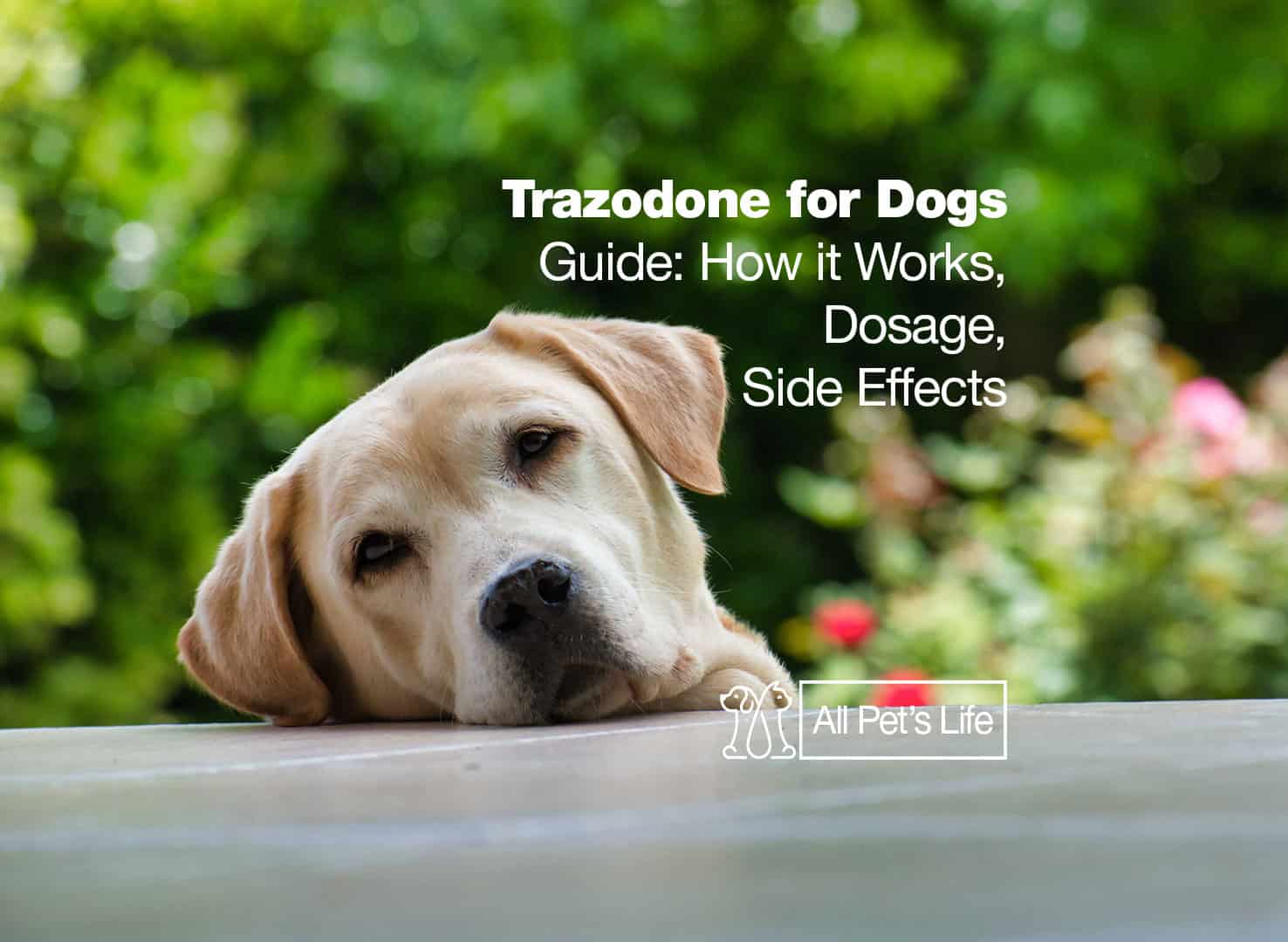 Trazodone For Dogs Guide How It Works Dosage Side Effects All Pet S Life