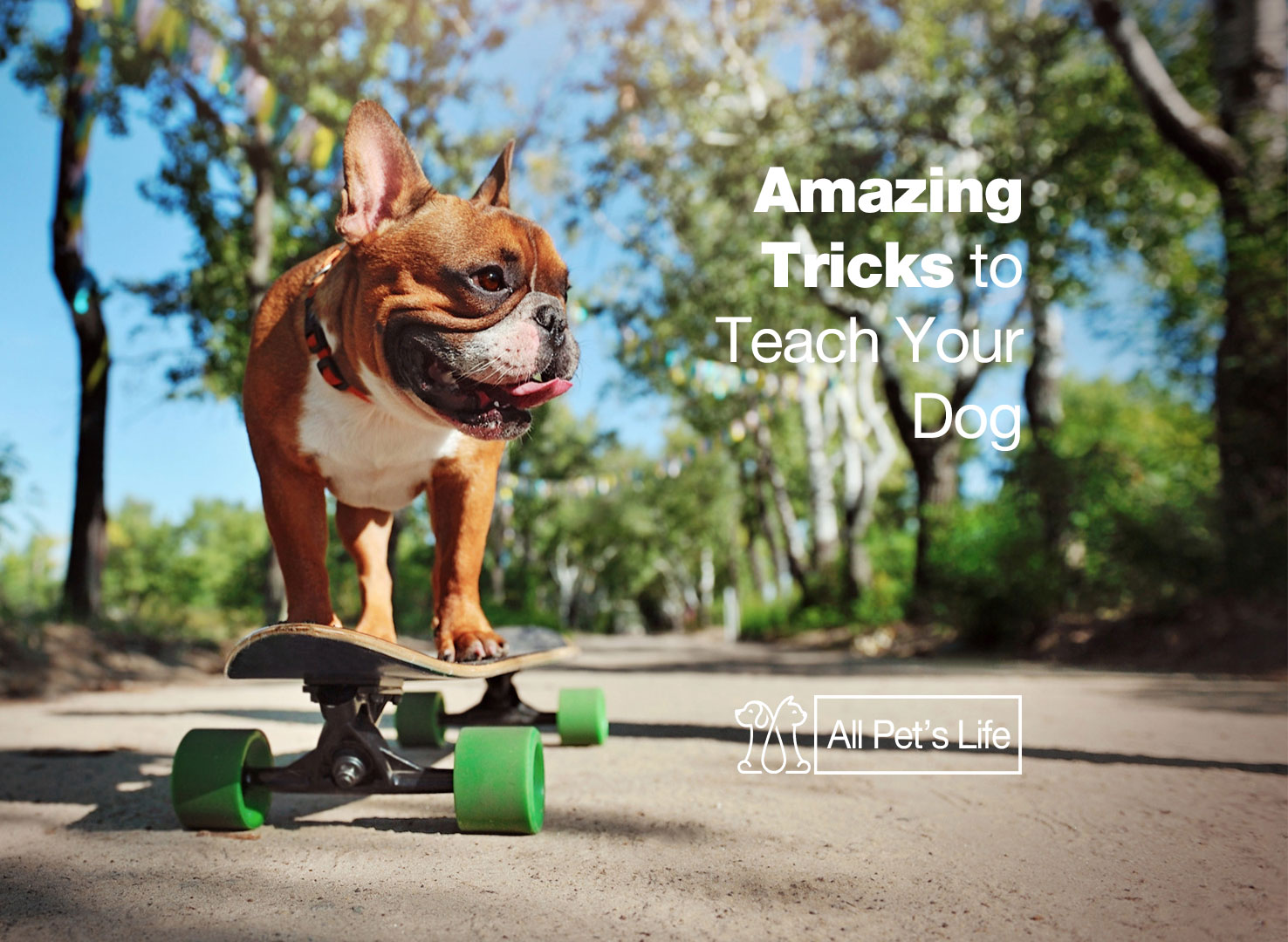 8-amazing-tricks-to-teach-your-dog-2023-all-pet-s-life