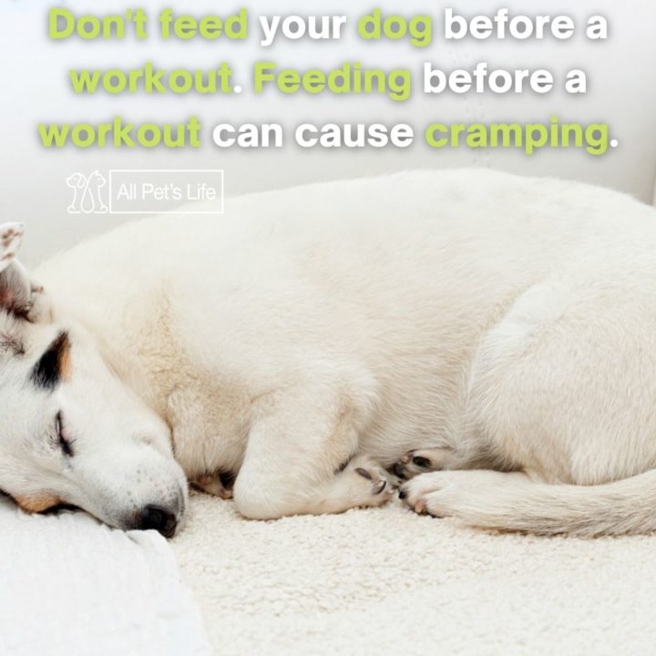 types of dog treadmill cramping