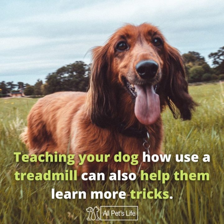types of dog treadmill tricks