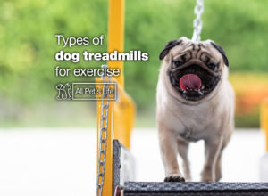 Read more about the article 7 Types of dog treadmills for exercise [2023]